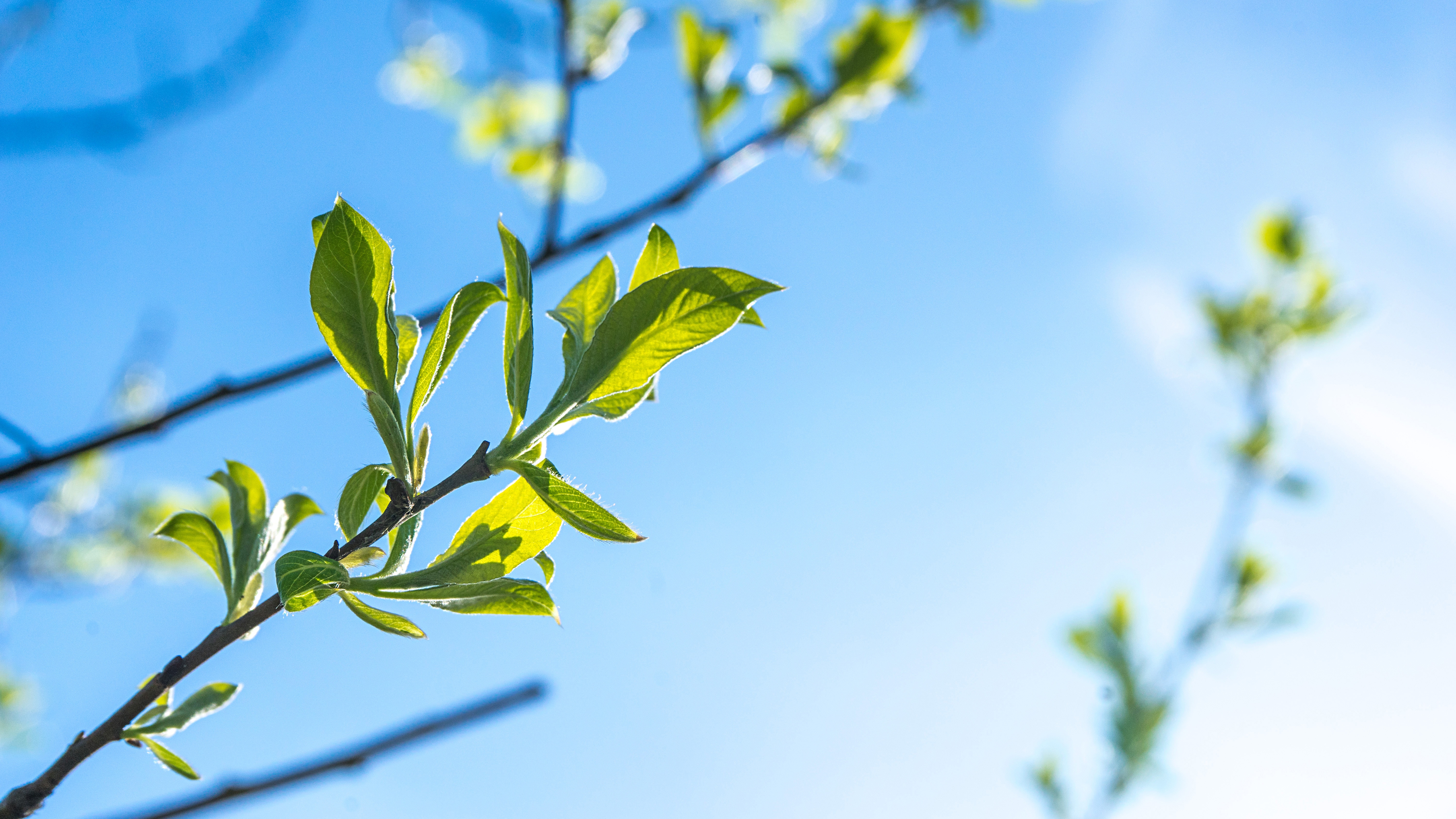 A green leave branch pointing up to the sky
